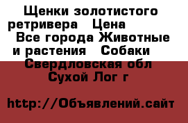 Щенки золотистого ретривера › Цена ­ 15 000 - Все города Животные и растения » Собаки   . Свердловская обл.,Сухой Лог г.